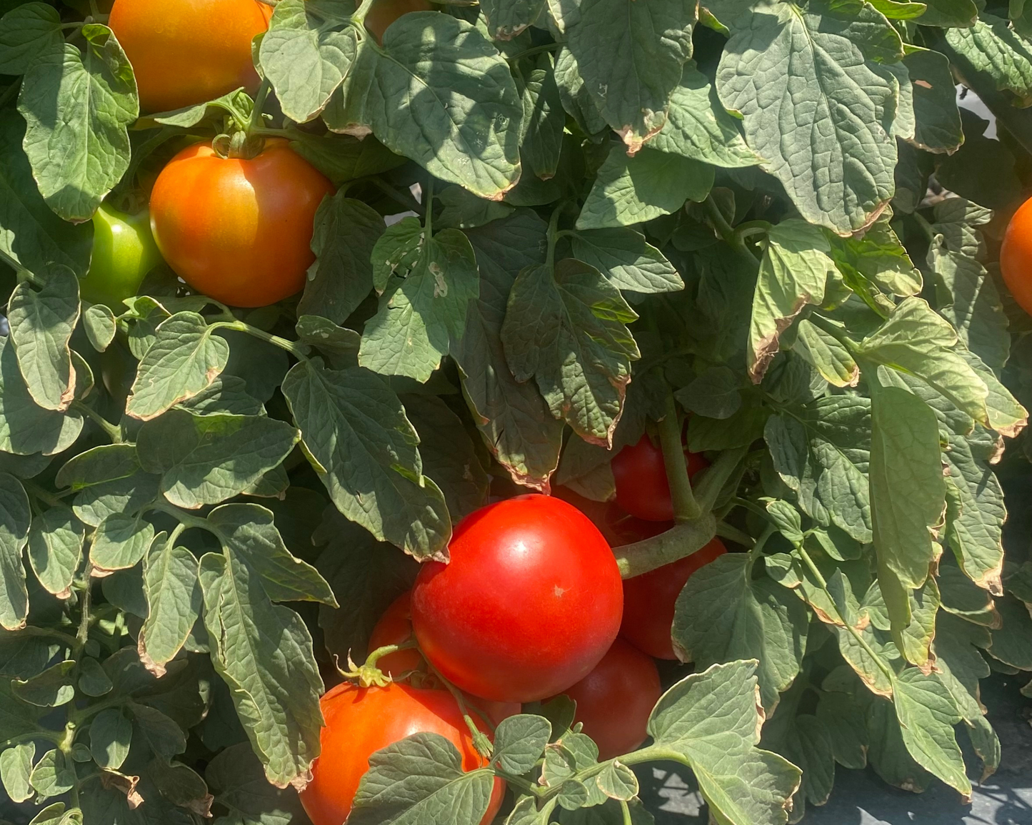 Packet of Seeds 'n Such Jolene Hybrid Tomato Seeds showing 8 to 10 seeds in a colorful packet.