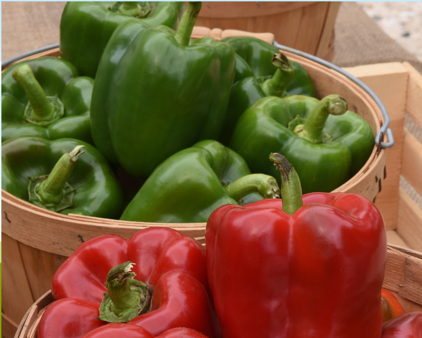 Packet of Seeds 'n Such Kickstart Hybrid Pepper Seeds with 8 to 10 seeds for growing nutritious peppers