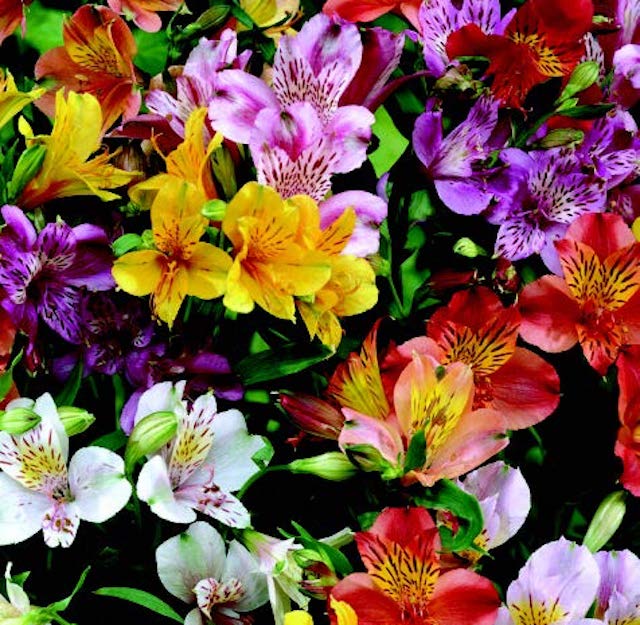 Ligtu Hybrids Alstroemeria Seeds packet from Seeds 'n Such showing 8 to 10 seeds for planting and garden growth.