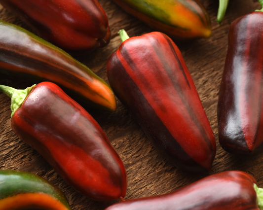 Mocha Swirl Hybrid Pepper Seeds packet by Seeds 'n Such, showing an image of 8 to 10 pepper seeds on the packaging.