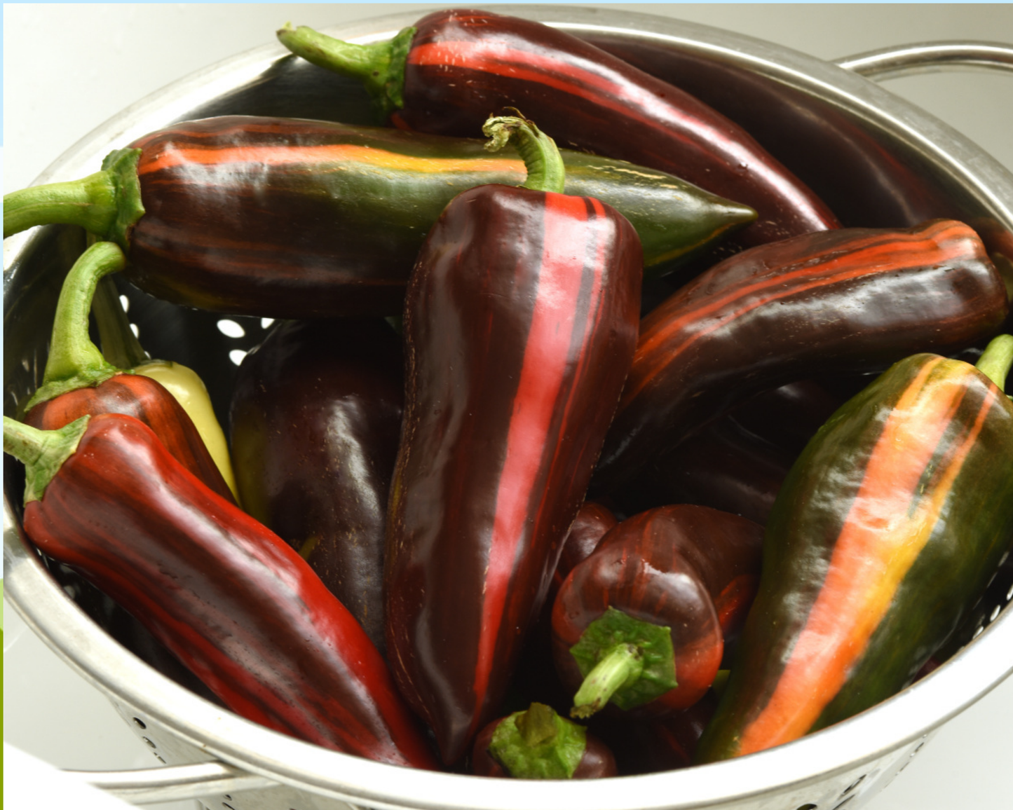 Packet of Mocha Swirl Hybrid Pepper Seeds by Seeds 'n Such, showing seed packet with images of mature peppers and seed details.