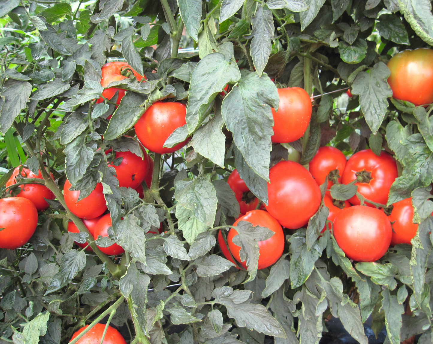 Mountain Merit™ Hybrid Tomato Seeds - Blessings Grow Meadows