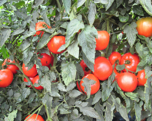 Packet of Mountain Merit™ Hybrid Tomato Seeds from Seeds 'n Such, showing 8 to 10 seeds inside a colorful seed packet.