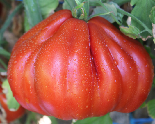 Packet of Palpatation Hybrid Tomato Seeds from Seeds 'n Such, showing 8-10 seeds in a colorful seed packet.