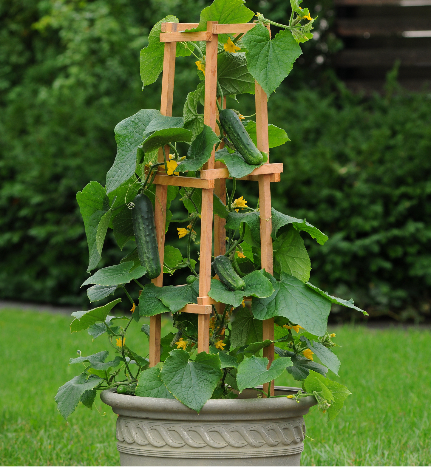 Packet of Seeds 'n Such Patio Snacker Hybrid Cucumber seeds, 8 to 10 seeds for growing fresh cucumbers at home.