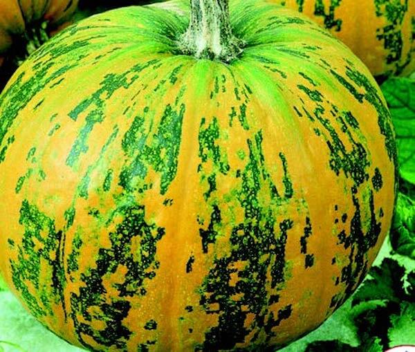 Packet of Seeds 'n Such Pepitas Hybrid Pumpkin Seeds showing 8 to 10 seeds in a clear image.