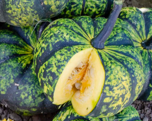 Packet of Seeds 'n Such Phantomita Hybrid Pumpkin Seeds showing 8 to 10 seeds in a clear package.
