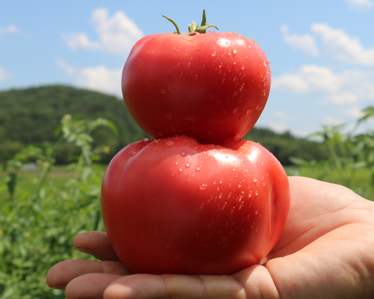 Pink Gal Hybrid Tomato Seeds packet from Seeds 'n Such with 8 to 10 seeds, ideal for growing vibrant pink tomatoes.