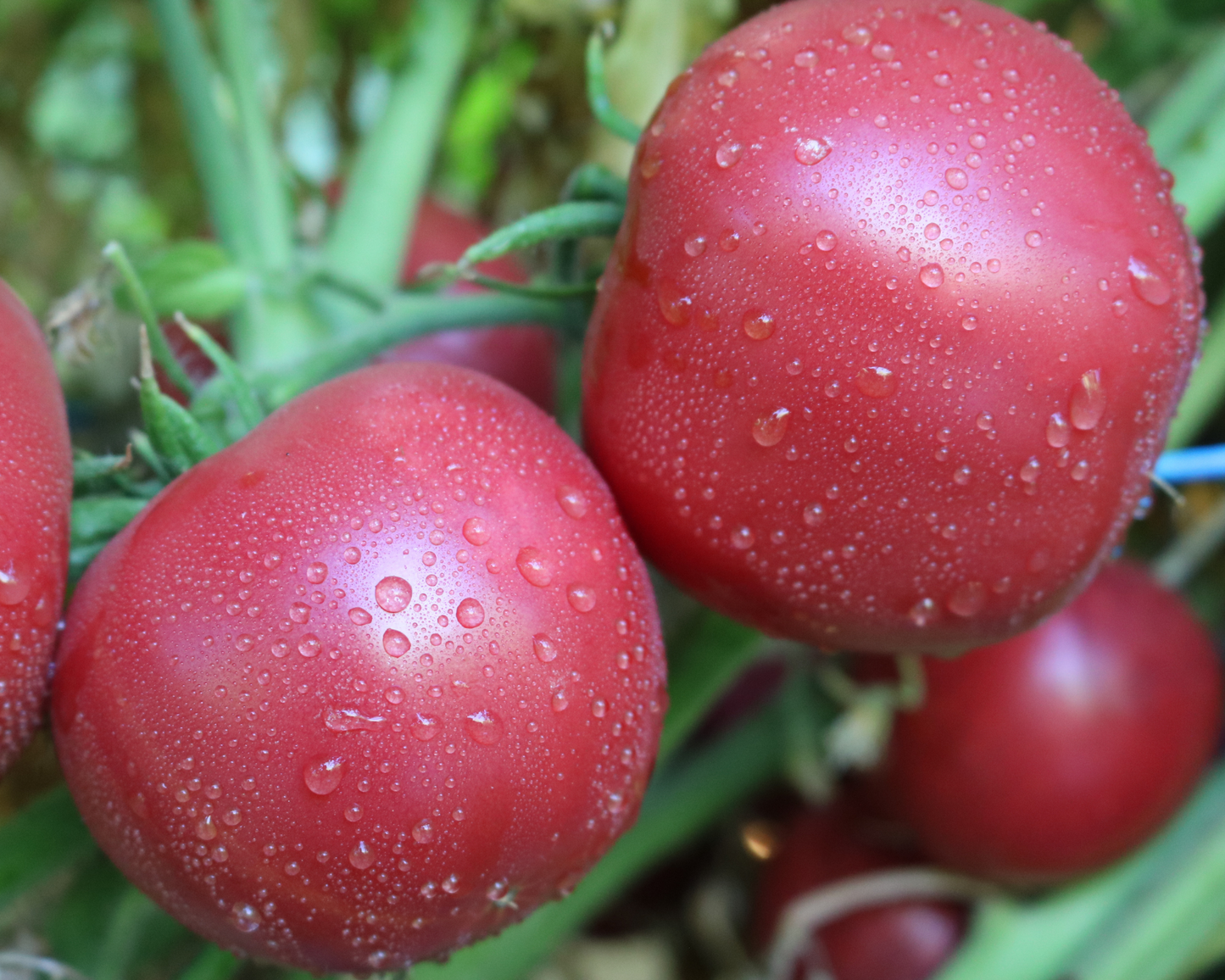 Pink Gal Hybrid Tomato Seeds packet by Seeds 'n Such, featuring 8-10 pink tomato seeds in a colorful packet.