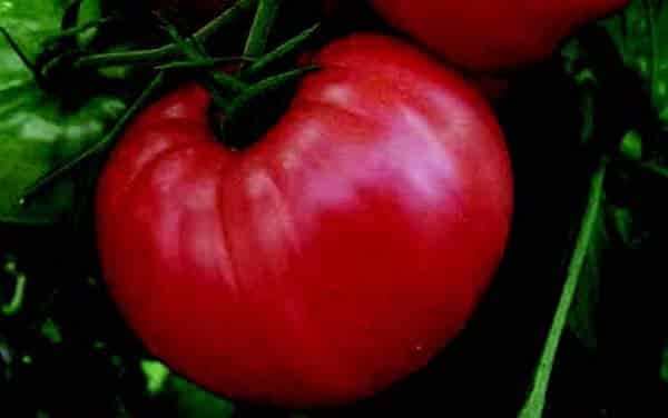 Pink Wonder Hybrid Tomato VFFT - Blessings Grow Meadows