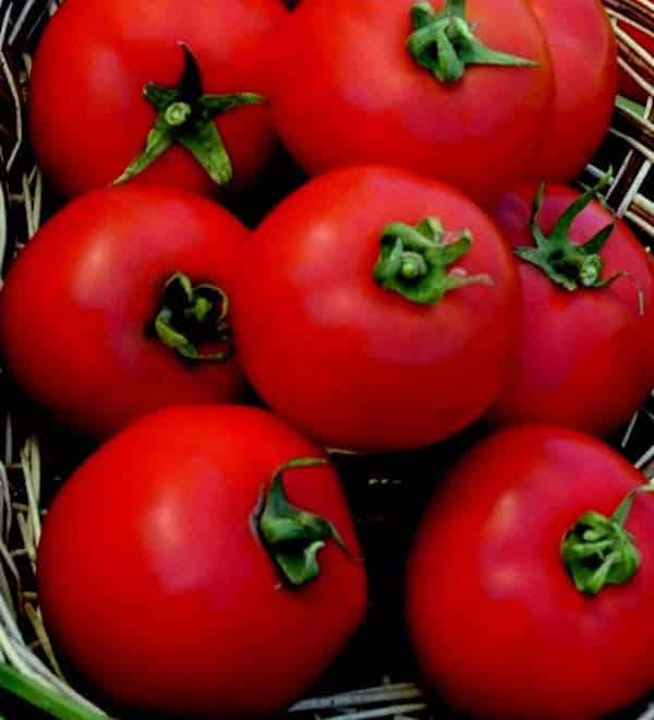 Polbig hybrid tomato seeds from Seeds 'n Such in a packet with 8 to 10 seeds, ready for planting in a garden.