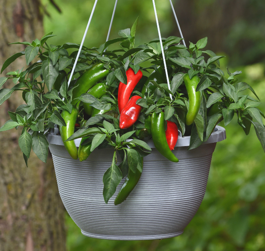 Pot-a-Peño pepper seeds packet by Seeds 'n Such showing 8 to 10 seeds for planting and gardening.