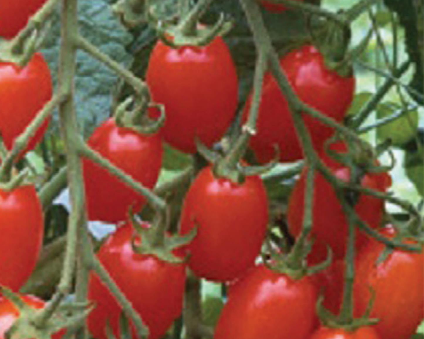 Red Grape Hybrid Tomato Seeds from Seeds 'n Such, small seed packet showing vibrant seed variety for planting.