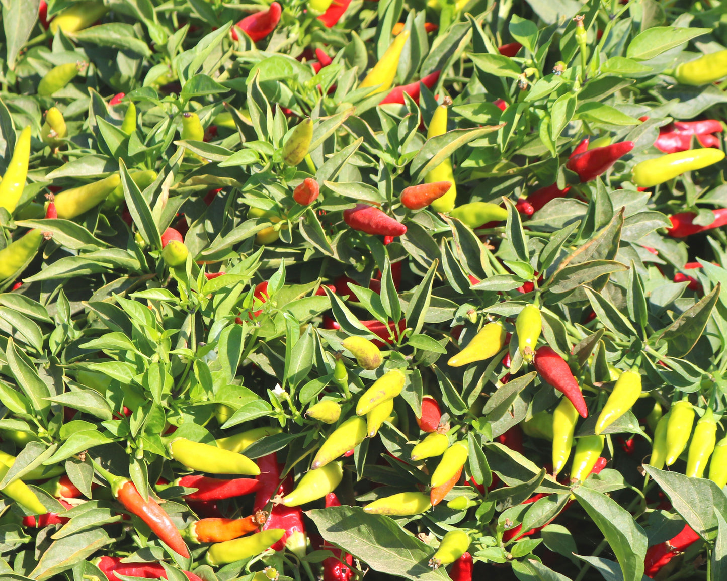 Super Chili Hybrid Hot Pepper Seeds packet from Seeds 'n Such showing 8 to 10 seeds for planting and gardening.