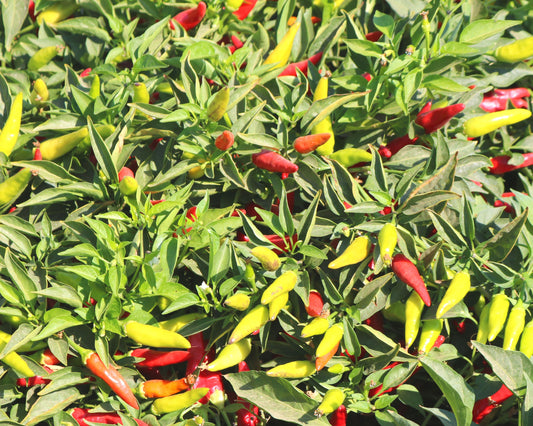 Super Chili Hybrid Hot Pepper Seeds packet from Seeds 'n Such showing 8 to 10 seeds for planting and gardening.