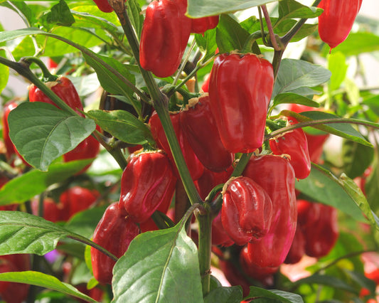 Packet of Sweet Heat Hybrid Bell Pepper Seeds by Seeds 'n Such, featuring 8 to 10 seeds for planting in garden or containers.