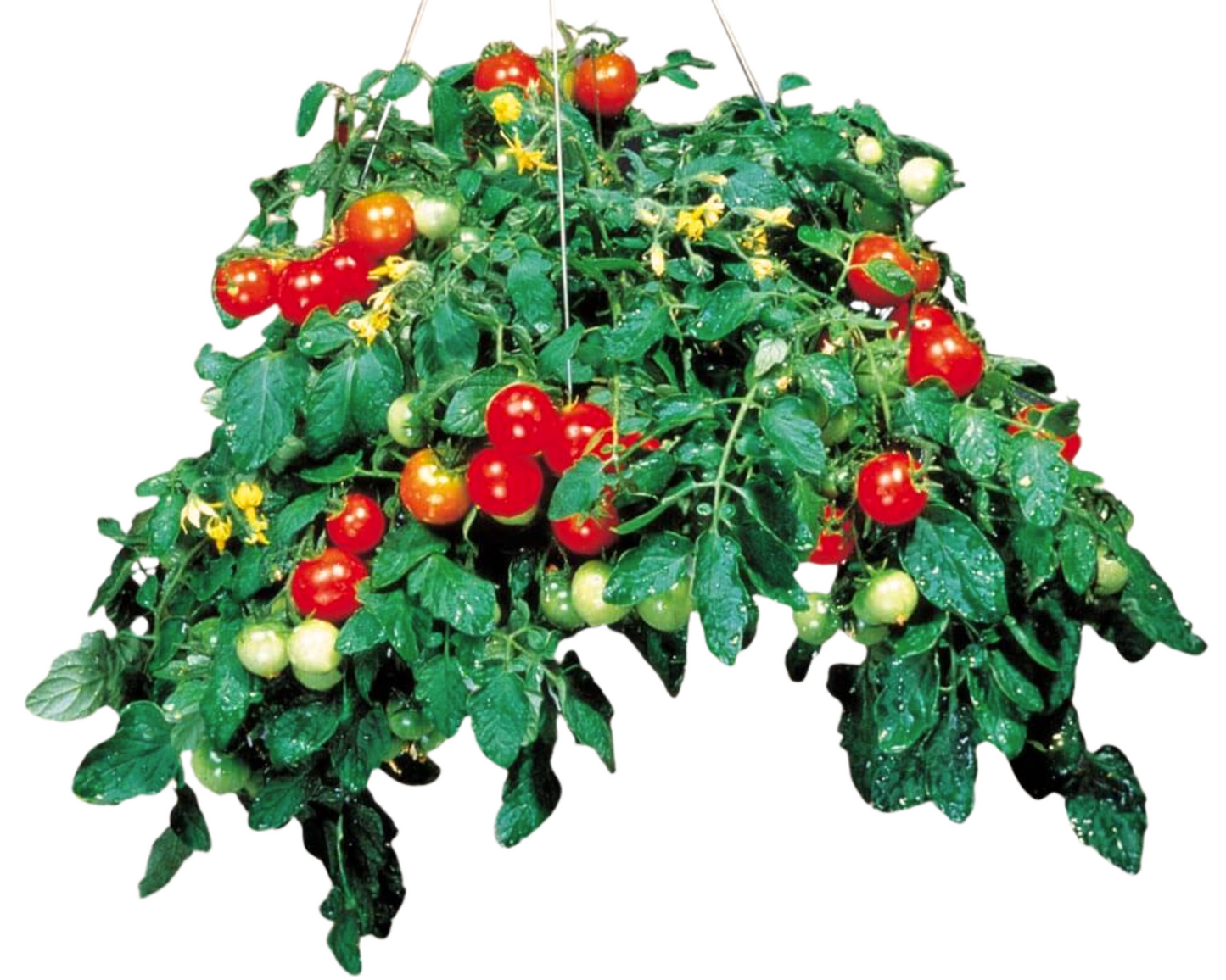 Packet of Seeds 'n Such Tumbler Tomato Seeds showing 8 to 10 seeds for growing compact, flavorful tumbler tomatoes.