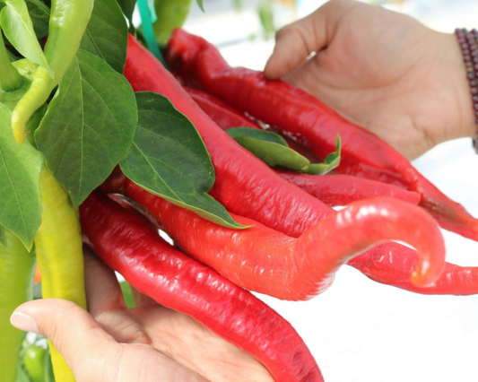 Wildcat Hybrid Cayenne Pepper Seeds packet by Seeds 'n Such showing bright red cayenne pepper seeds.