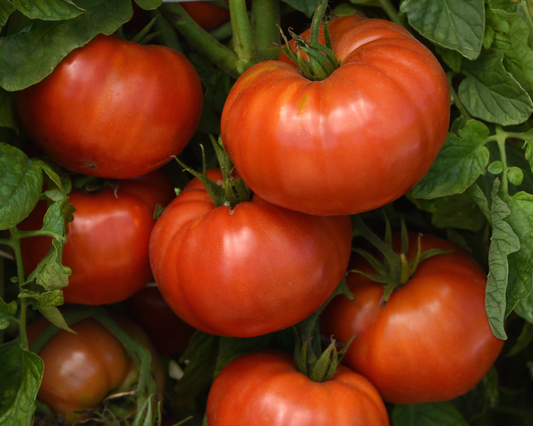 WonderStar Pink Hybrid Tomato Seeds packet from Seeds 'n Such showing 8 to 10 seeds for home gardening.