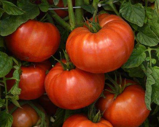 Wonderstar Red Hybrid Beefsteak tomato seeds from Seeds 'n Such in a packet with 8-10 seeds, ideal for home gardening and healthy eating.