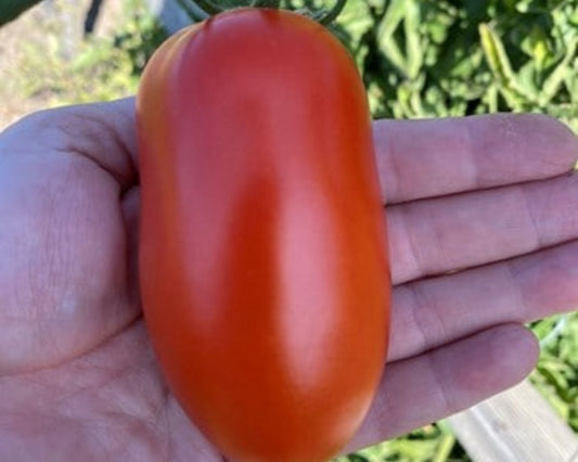 Packet of Zenzei Hybrid Tomato Seeds from Seeds 'n Such, showcasing 8 to 10 seeds in a colorful seed packet.