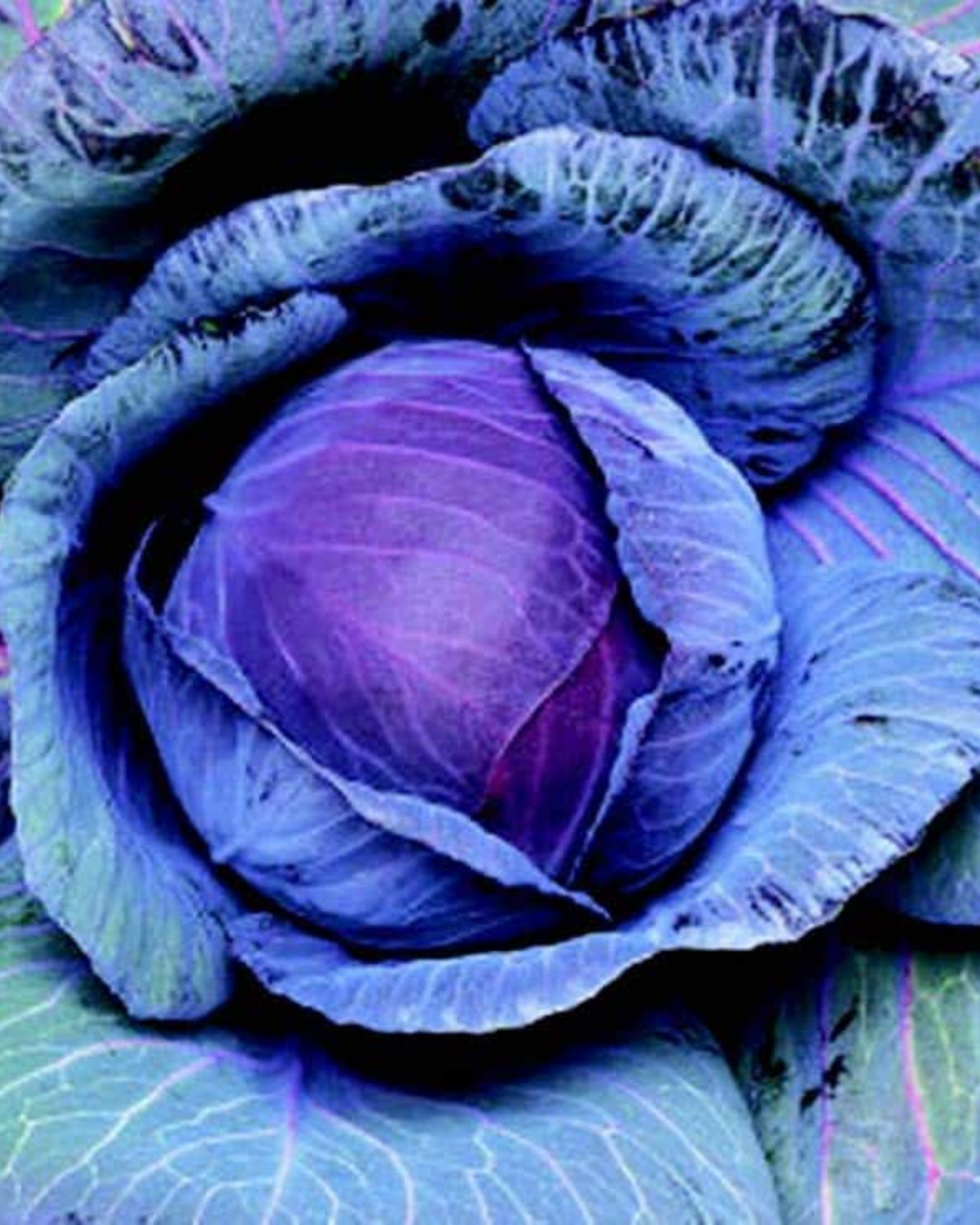 Ruby Perfection Hybrid Cabbage Seeds packet from Seeds 'n Such showing 80 seeds for planting and growing vibrant cabbage plants.