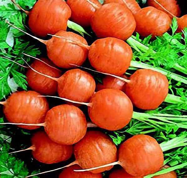 Packet of Seeds 'n Such Parisian or Paris Market carrot seeds with 800 seeds in a natural seed packet.