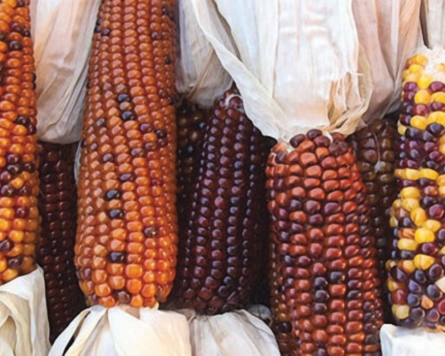 Packet of Calico Indian Corn Seeds from Seeds 'n Such, featuring colorful corn seed images on the packet.