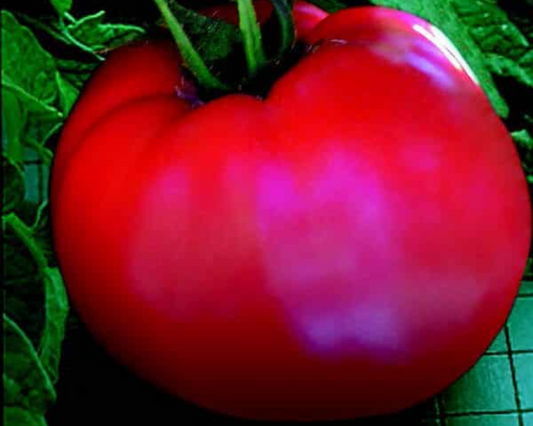 Packet of Goliath Original Hybrid Tomato Seeds from Seeds 'n Such, showcasing vibrant seed packet with approximately 25 to 30 vegetable seeds.