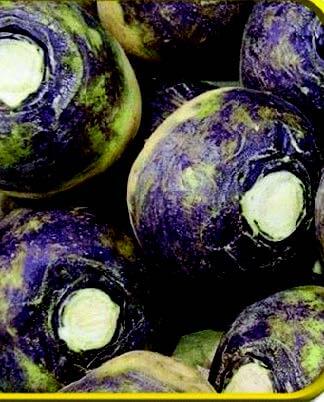 Packet of Seeds 'n Such American Purple Top Rutabaga vegetable seeds showing a colorful seed packet and a small pile of rutabaga seeds.