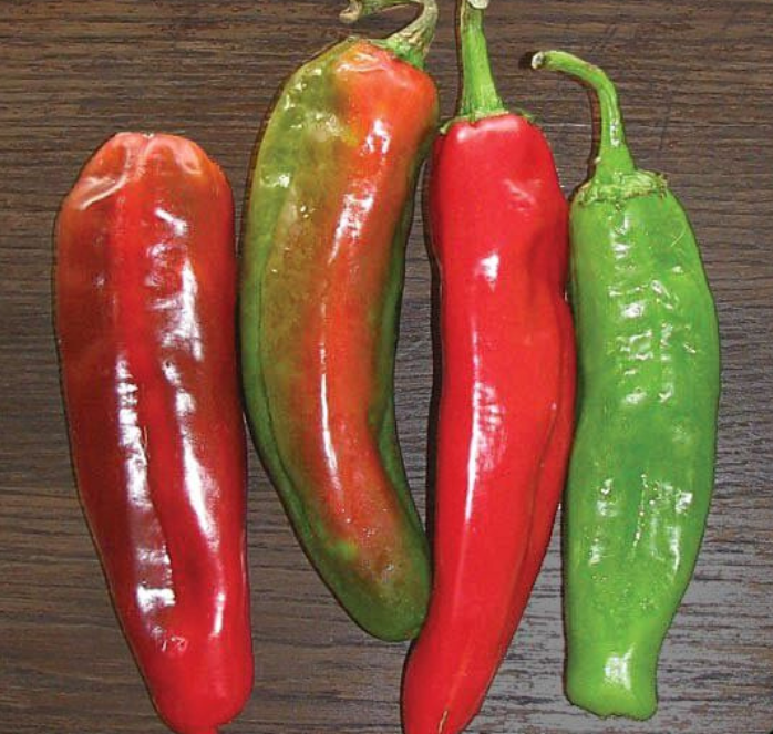Packet of Anaheim Chili Hot Pepper Seeds by Seeds 'n Such showing vibrant seed packet with 100 vegetable seeds for growing hot peppers.
