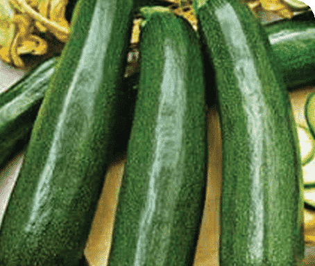 Packet of Ambassador Hybrid Zucchini Squash Seeds from Seeds 'n Such, showing 12 to 15 vegetable seeds in a clear packet.