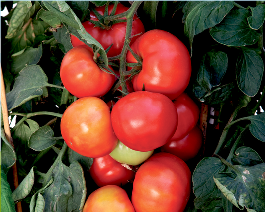 Packet of Big League Hybrid Tomato Seeds from Seeds 'n Such, showcasing 15 vegetable seeds for planting.