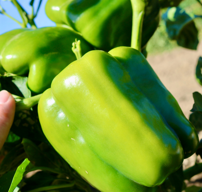 Packet of Baron Hybrid Pepper Seeds from Seeds 'n Such, containing 15-20 vegetable seeds for home gardening.