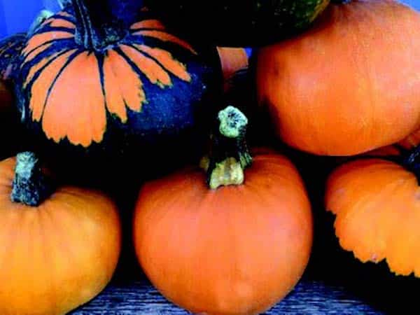 Packet of Seeds 'n Such Batwing Mix Pumpkin Seeds showing colorful seed varieties for planting vegetable garden.