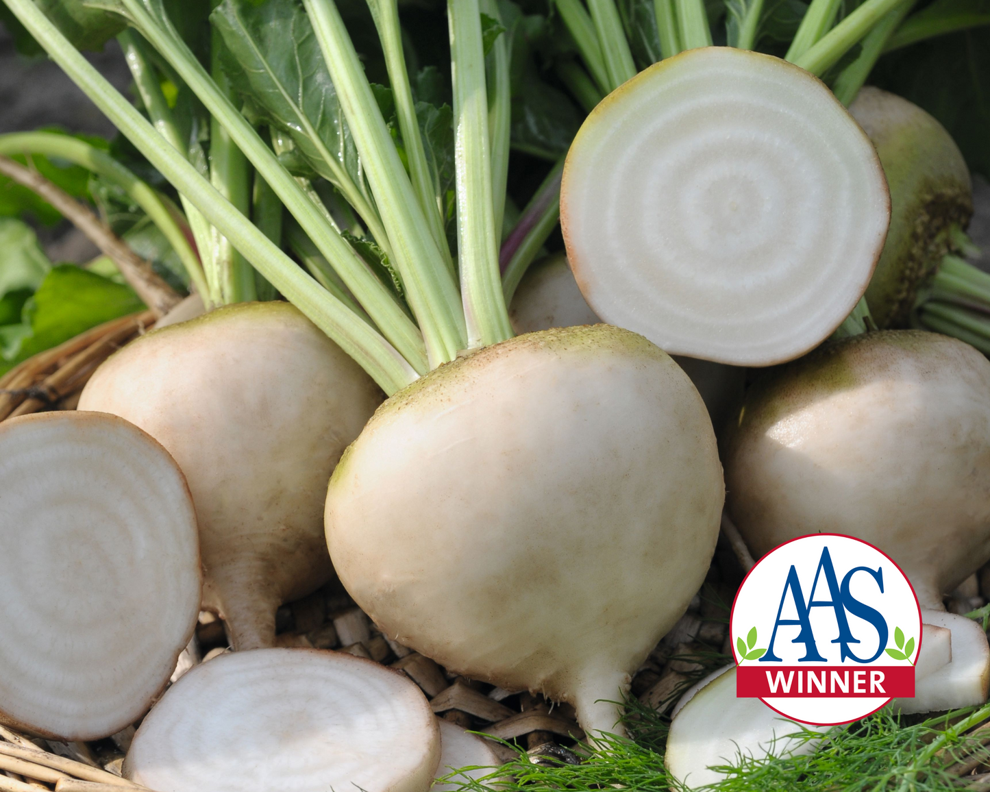 Avalanche Beet Seeds - Blessings Grow Meadows