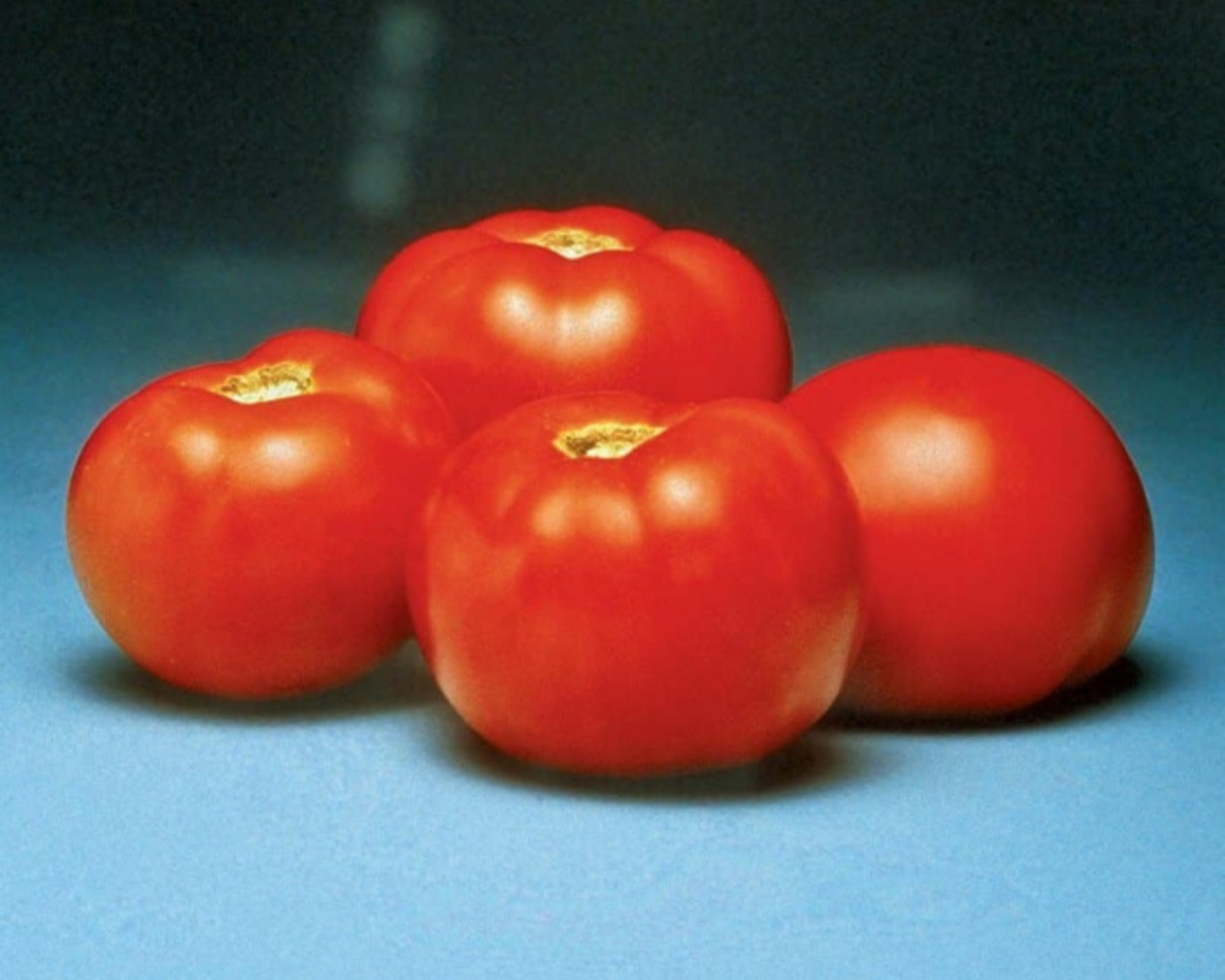 Better Bush Hybrid Tomato Seeds - Blessings Grow Meadows