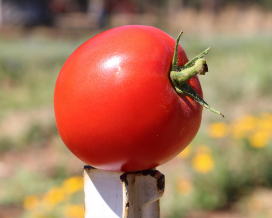 Packet of Big Beef Hybrid Tomato Seeds by Seeds 'n Such, featuring 25-30 vegetable seeds for planting and growing tomatoes.