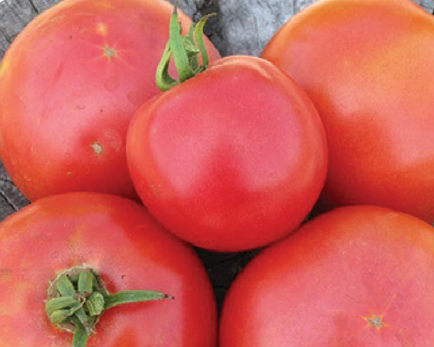 Arkansas Traveler Tomato Seeds packet from Seeds 'n Such showing 30 vegetable seeds for planting.