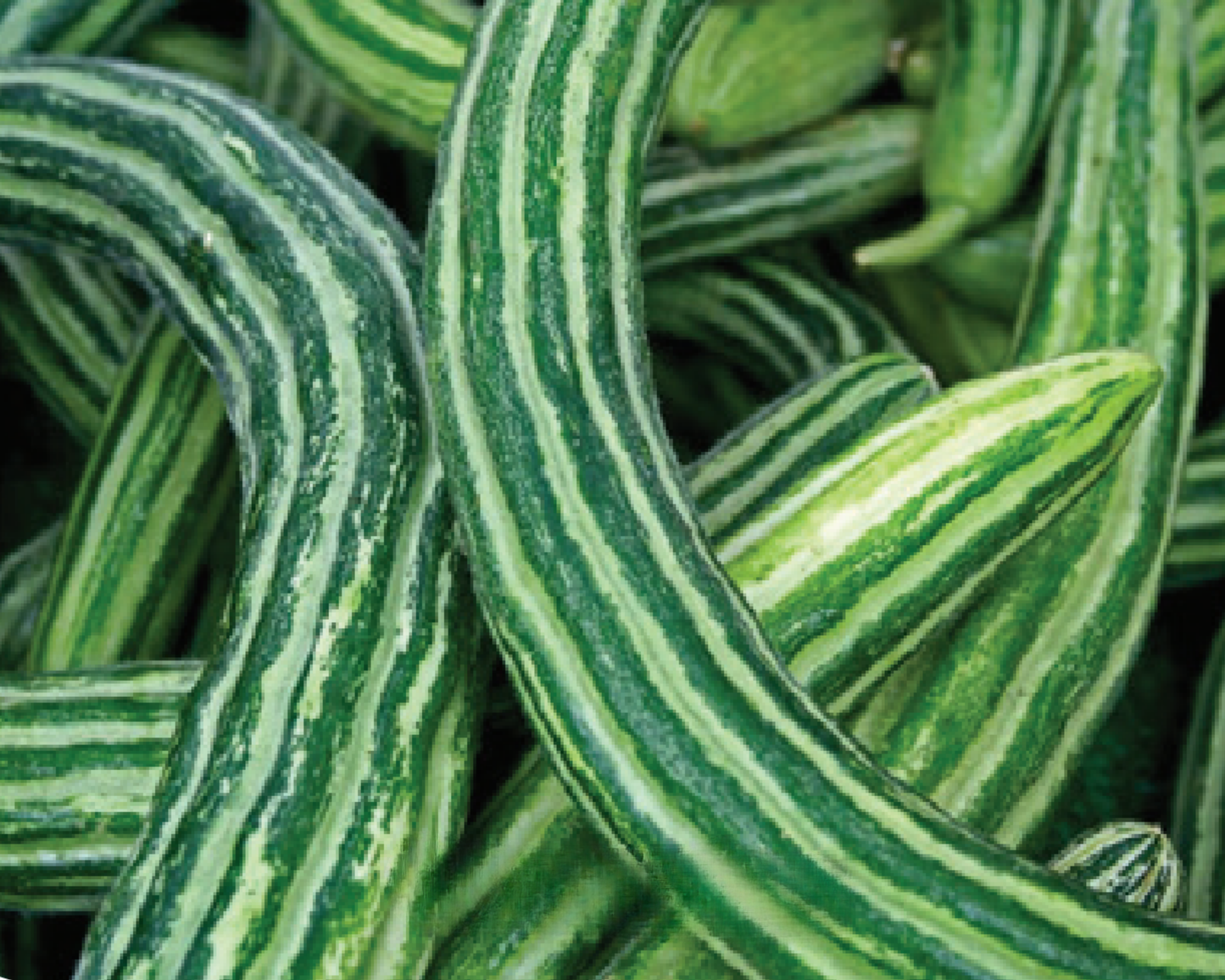 Packet of Seeds 'n Such Armenian Cucumber Vegetable Seeds showing 30 seeds in a colorful packet.