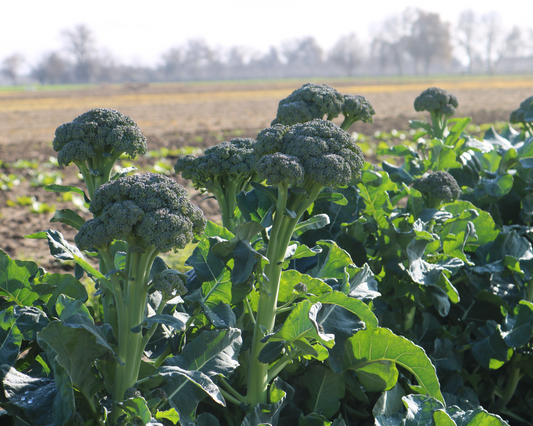 Artwork Baby Hybrid Broccoli Seeds - Blessings Grow Meadows