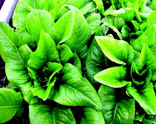 Amish Deer Tongue Lettuce Seeds packet from Seeds 'n Such, containing 500 vegetable seeds for growing crisp, elongated lettuce.