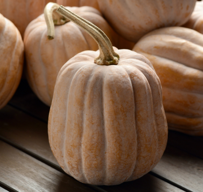 Autumn Frost Hybrid Winter Squash Seeds - Blessings Grow Meadows