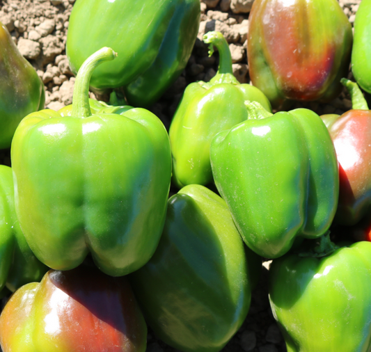 Seeds 'n Such Aristotle X3R hybrid sweet bell pepper seeds packet showing 8-10 vegetable seeds for planting.