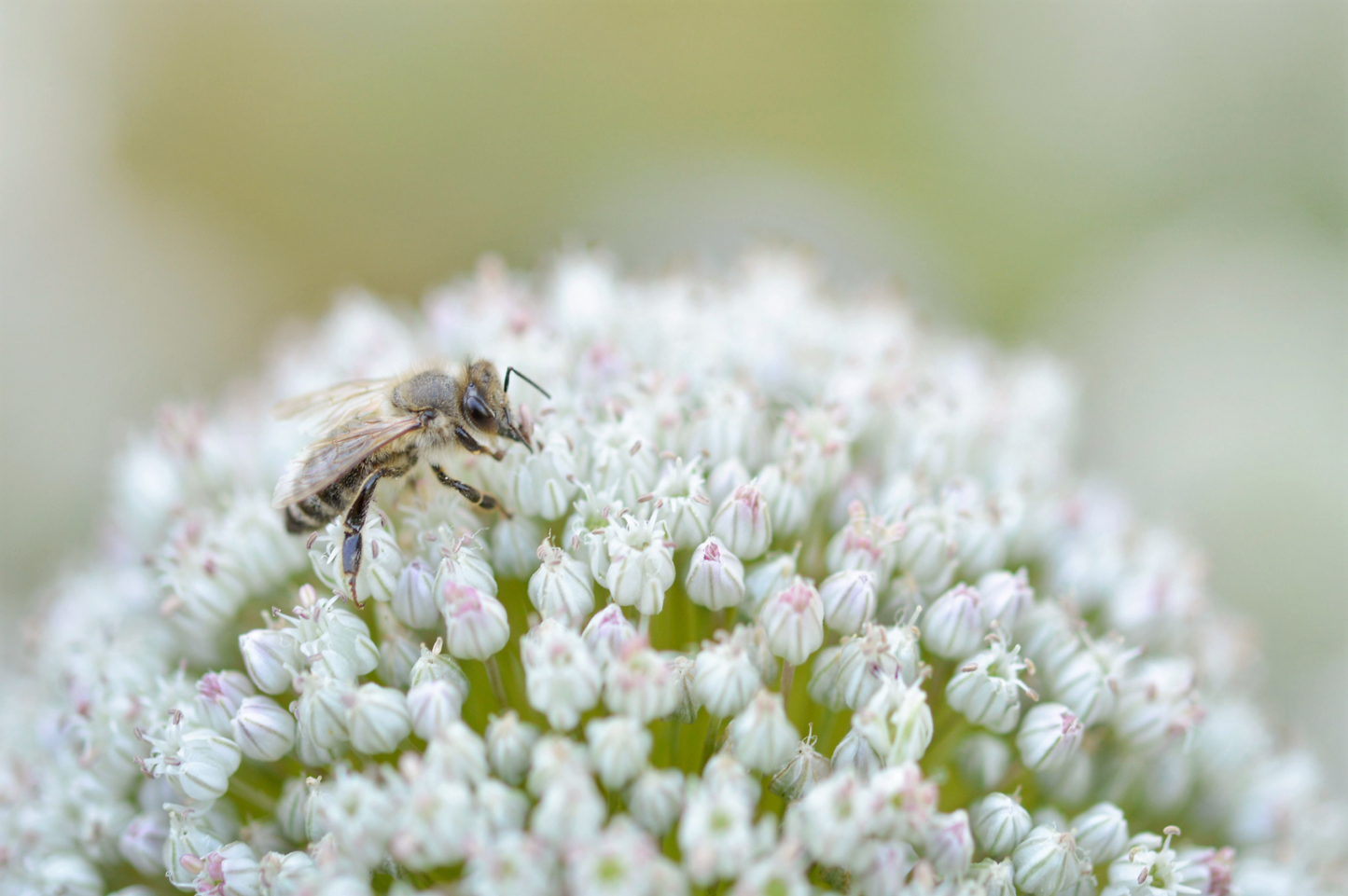 10 WHITE ALLIUM Neapolitanum Flowering or Naples Onion, Neopolitan or Daffodil Garlic Ornamental Flower Seeds - Blessings Grow Meadows