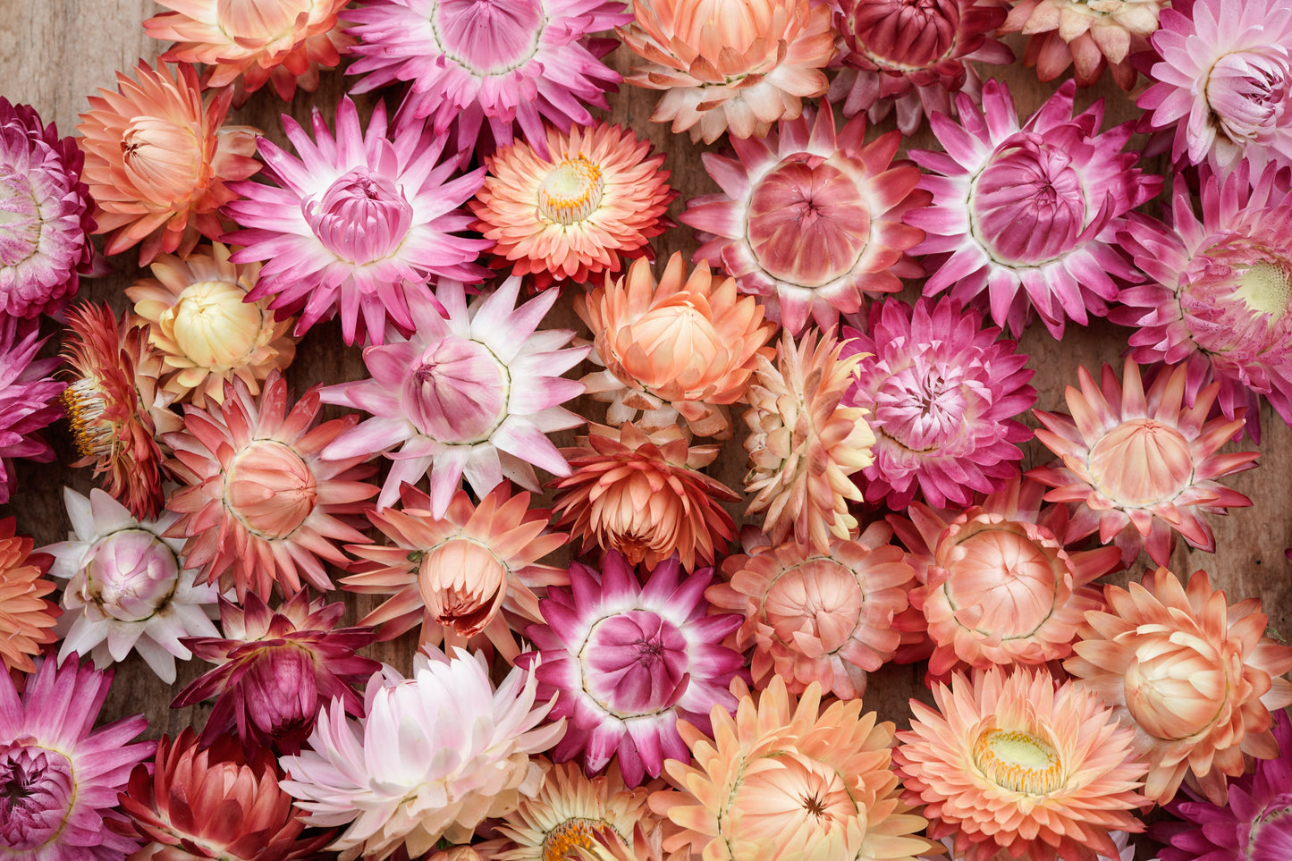 100 APRICOT & PEACH STRAWFLOWER Organic Mix Coral Paper Daisy Helichrysum Bracteatum Flower Seeds - Blessings Grow Meadows