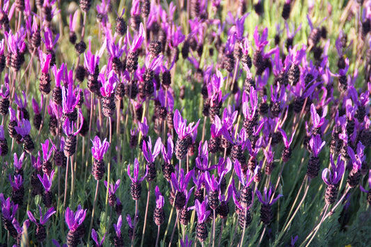 100 FRENCH LAVENDER aka Butterfly Lavender, Spanish, Topped Lavandula Stoechas Fragrant Blue Purple Flower Herb Seeds - Blessings Grow Meadows