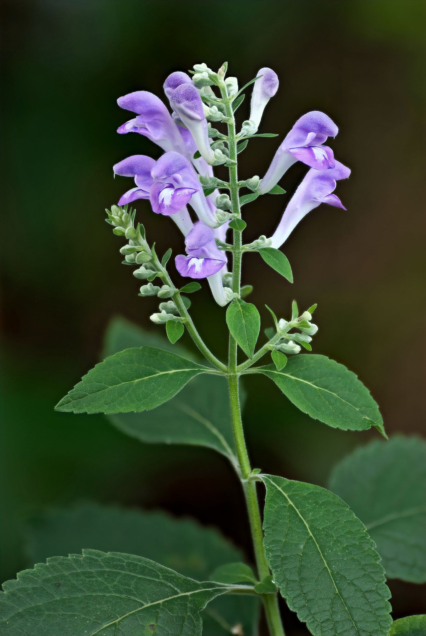 100 HOARY DOWNY SKULLCAP Scutellaria Incana Flower Seeds - Blessings Grow Meadows -