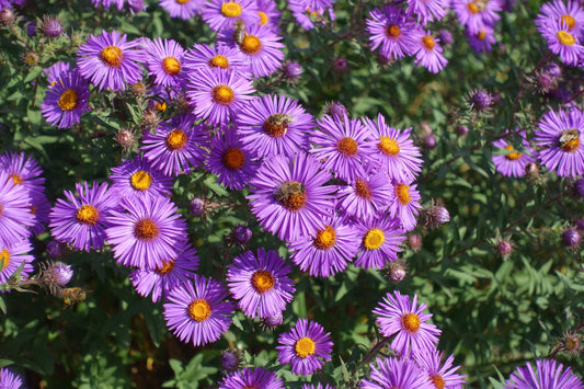 100 Purple NEW ENGLAND ASTER (Michaelmas Daisy) Aster Novae var Angliae Flower Seeds - Blessings Grow Meadows