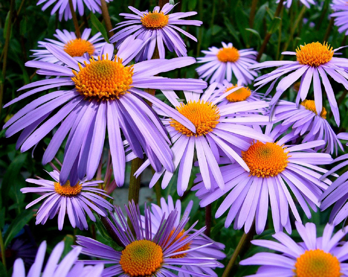 100 Purple NEW ENGLAND ASTER (Michaelmas Daisy) Aster Novae var Angliae Flower Seeds - Blessings Grow Meadows